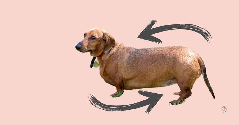 Übergewichtige Hunde haben massive Gelenkprobleme und neigen zu Diabetes.